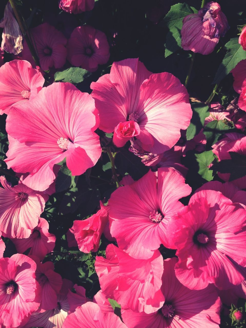 flower, petal, freshness, pink color, fragility, beauty in nature, growth, flower head, full frame, blooming, backgrounds, nature, abundance, red, close-up, pink, plant, outdoors, day, high angle view