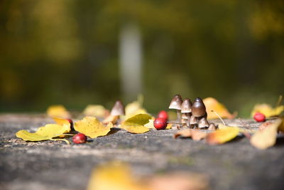 Close-up of dry leafes and mushrooms on wooden table