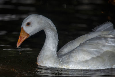 Close-up of swan in lake