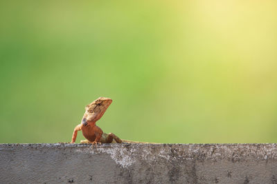 Close-up of lizard on wall