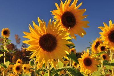 Close-up of sunflower on field against sky