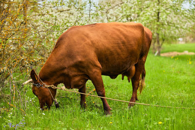 Horse standing on field