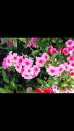 Close-up of pink flowers