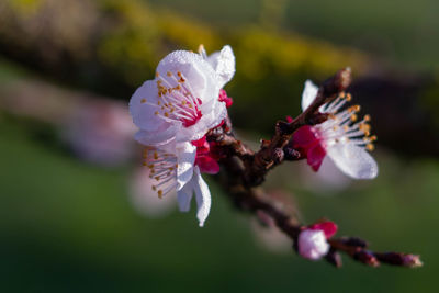 Marco picture of apricot flowers blooming on a branch , organic garden , italy .