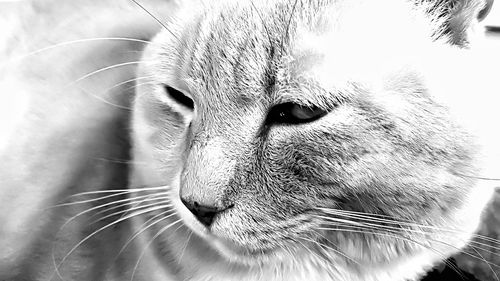 Close-up portrait of cat