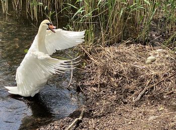 View of swan in lake