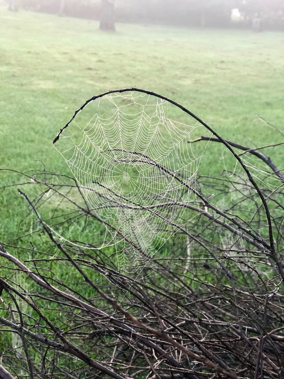 CLOSE-UP OF PLANT ON FIELD