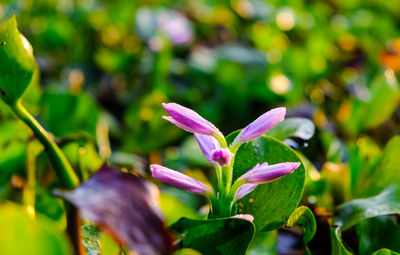 Close-up of pink flowering plant