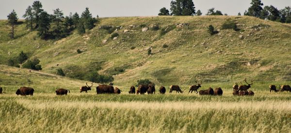 Horses grazing on field against sky