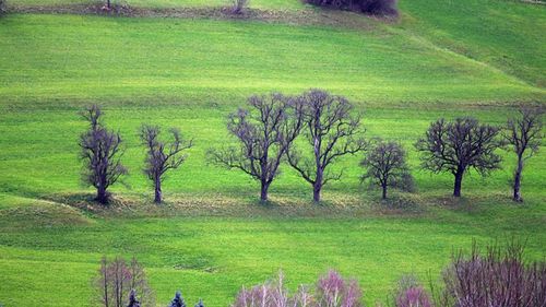 Trees on grassy field