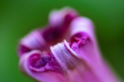 Close-up of purple flower