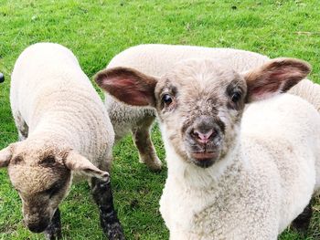 Portrait of sheep on field