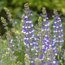 Closeup of a blue and white flower spikes of salvia farinacea in a garden