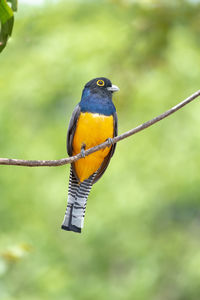 Close-up of bird perching on branch