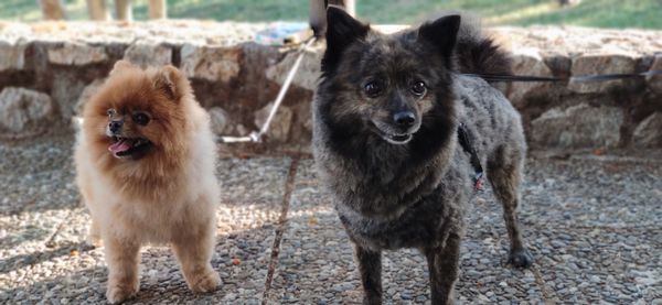 Portrait of two dogs