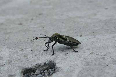 Close-up of butterfly on rock