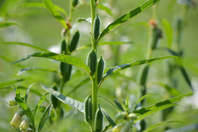 Close-up of wet plant