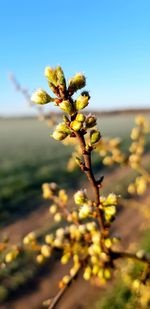 Close-up of flowering plant against clear sky