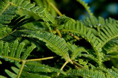 Full frame of wet ferns