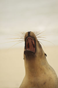 Close-up of seal yawning at beach