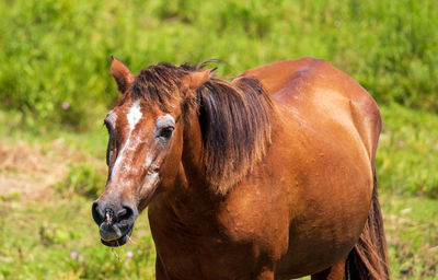 Close-up of a horse on field