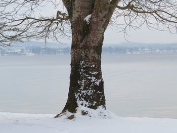 Tree by frozen lake against sky during winter