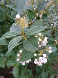 Close-up of white flowering plant