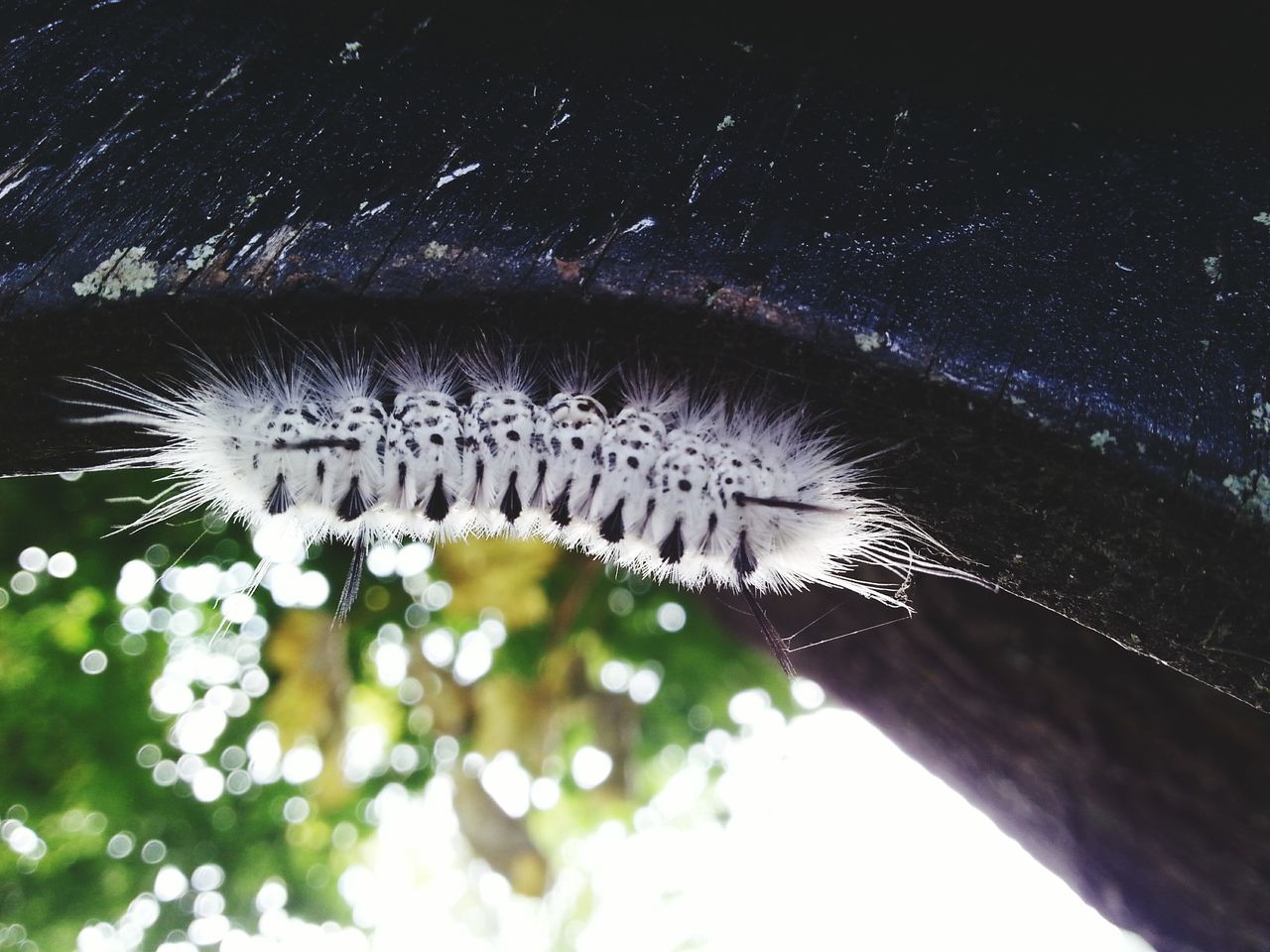 animal themes, animals in the wild, low angle view, one animal, wildlife, nature, close-up, focus on foreground, day, outdoors, white color, fragility, growth, beauty in nature, no people, tree, insect, spider web, branch, plant