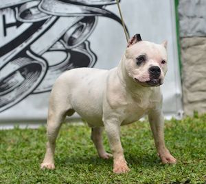 Close-up portrait of dog standing on grass