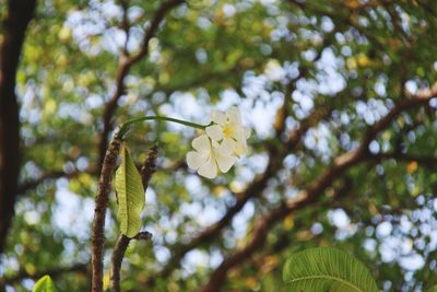 Low angle view of flowering plant against trees