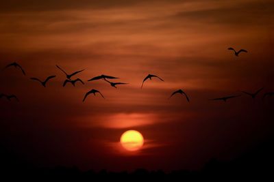 Silhouette birds flying against dramatic sky during sunset