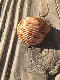 Close-up of snail