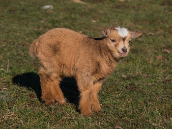 Portrait of sheep on field