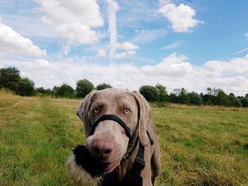 Portrait of dog on field