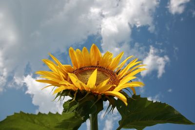 Close-up of sunflower against sky