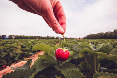 Hand of person holding strawberry on field against sky
