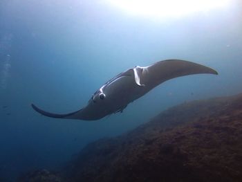 Manta ray diving underwater