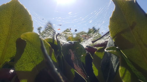 Close-up of plants against sky