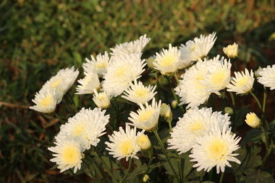 Close-up of yellow flowers blooming outdoors