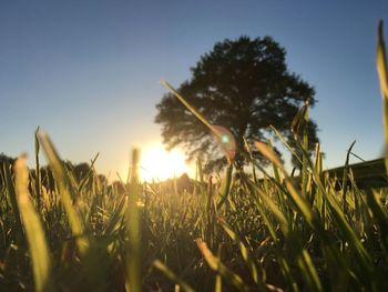 Close-up of stalks in field against clear sky