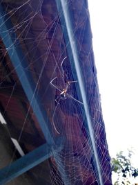 Low angle view of spider web against sky