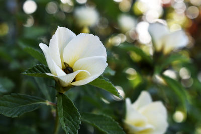 Close-up of white flowering plant