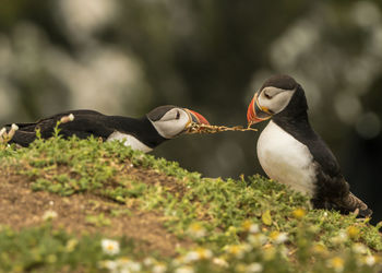 Close-up of birds perching on a plant