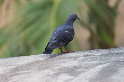 Bird perching on a wall