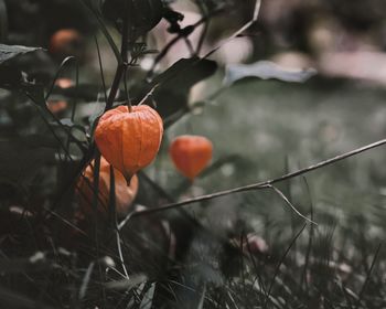 Close-up of orange fruit on tree