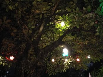 Low angle view of illuminated tree at night