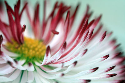 Close-up of flower blooming outdoors