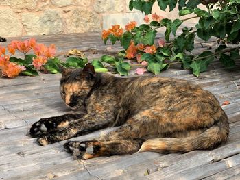 Cat sitting on stone wall