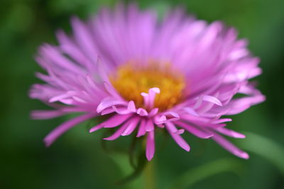 Close-up of pink flower