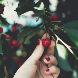 Cropped hand of woman holding cherries growing on tree